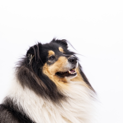 portrait chien