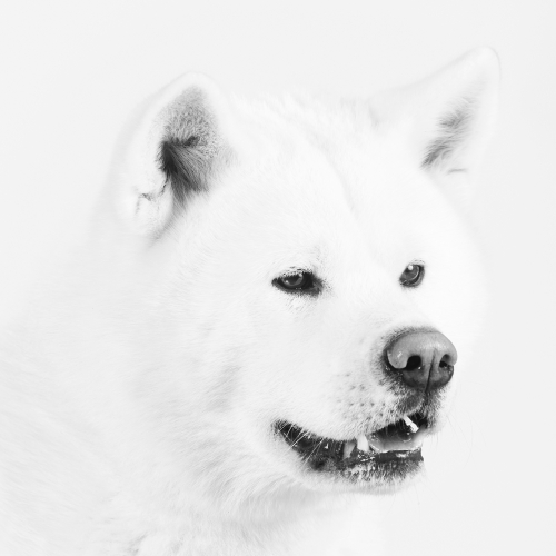 portrait chien Pau